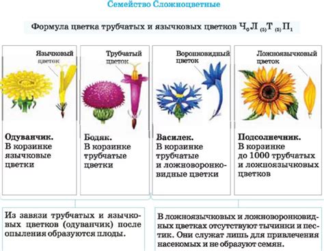 Раздел: В поисках ароматного цветка в естественных и культурных пространствах