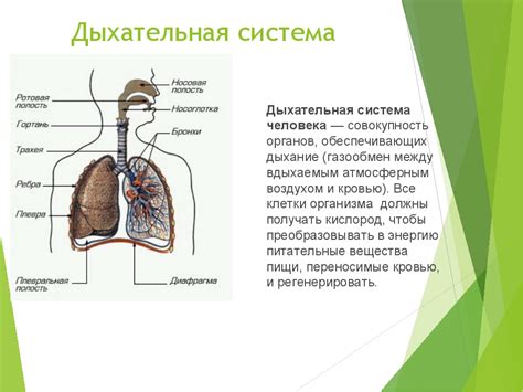 Раздел: Что такое совокупность пятен в дыхательной системе?