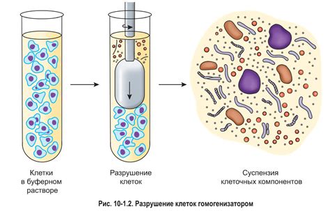 Разделение компонентов в зед