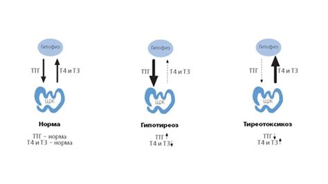 Различия в функциях гормонов ТТГ и Т4