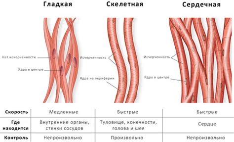 Различия между гладкой и поперечно-полосатой мускулатурой