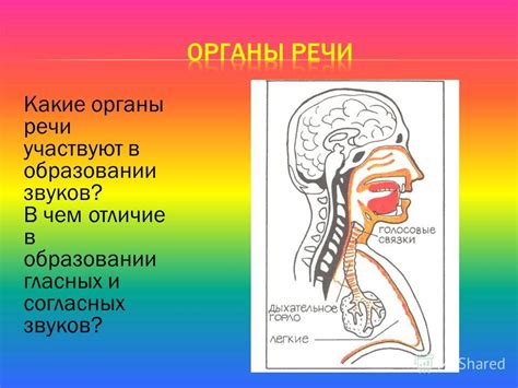 Различия между звонкими и глухими согласными