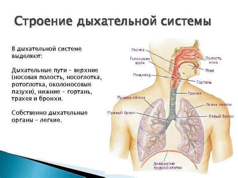 Различные подходы к отображению патологий левой дыхательной системы и их преимущества