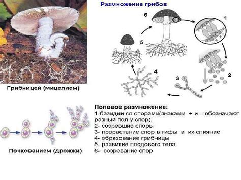 Размещение спор грибов