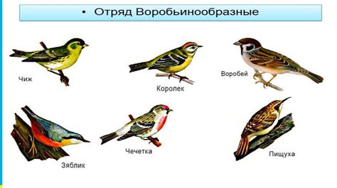 Размножение и семейная жизнь: особенности самцов и самок