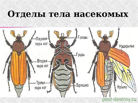 Размножение и цикл жизни загадочного насекомого с ярко-зеленым окрасом