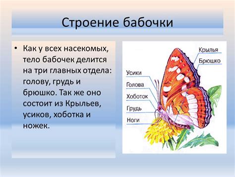 Разнообразие материалов для оболочки крыльев и идеи для декорации