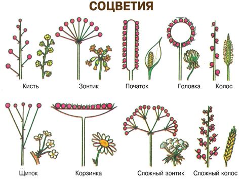 Разнообразие растений, создающих яркие соцветия