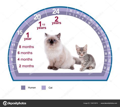 Разработка графической схемы для отображения возраста кошки с использованием аналогии с человеческими годами