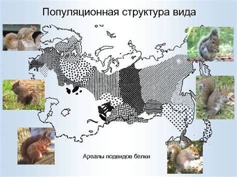 Рапира – особенности внешнего вида и характерные черты