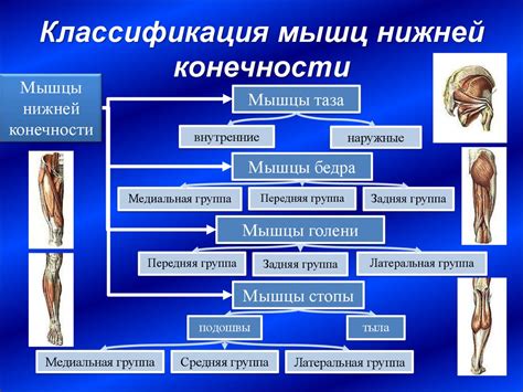 Раскрытие потенциала всех групп мышц: от нижних конечностей до верхней части тела