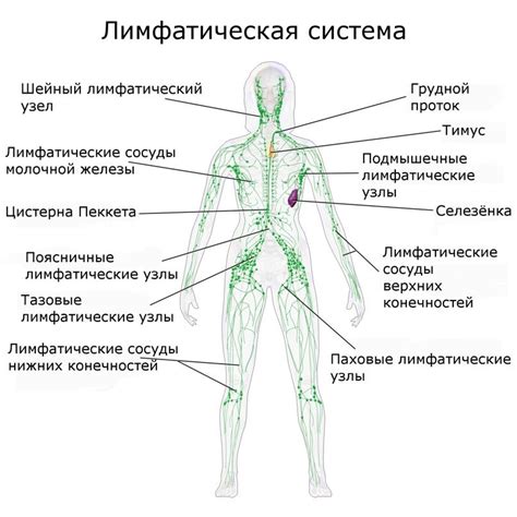 Распознавание воспаления лимфоузла в паховой области у женщин