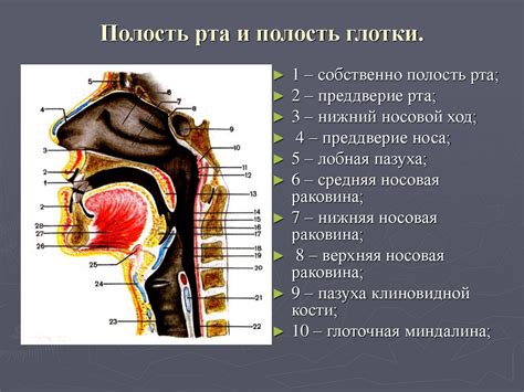 Расположение области внутренней глотки в полости рта