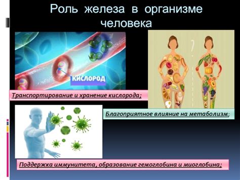 Расстройства обмена железа и их влияние на уровень его содержания в крови