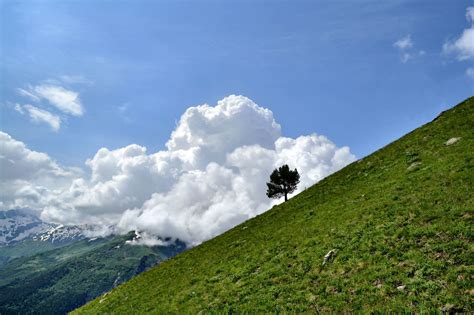 Растительные покрытия для устойчивости склона