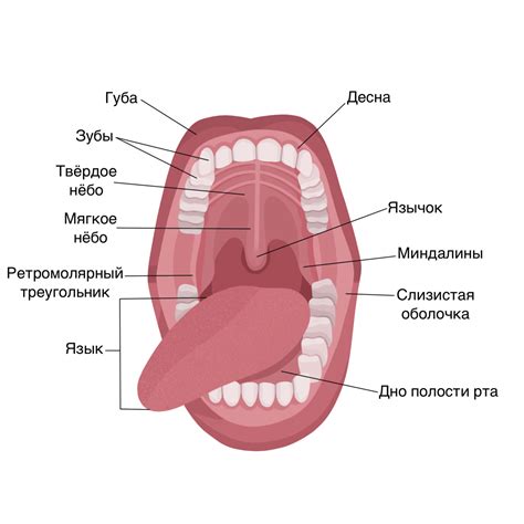 Расцветка языка и расстройства пищеварительной системы