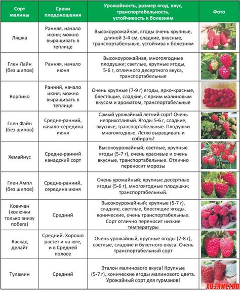 Расчет оптимального количества удобрений для продуктивности клубники