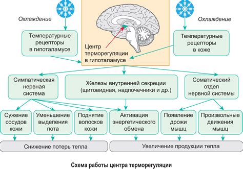 Реакции организма на дефицит жидкости