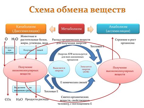 Регулирование потока веществ и энергии