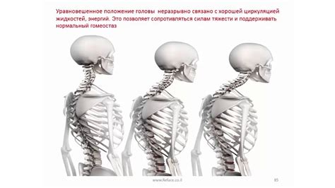 Регулируйте свою позу: правильное положение головы и позвоночника