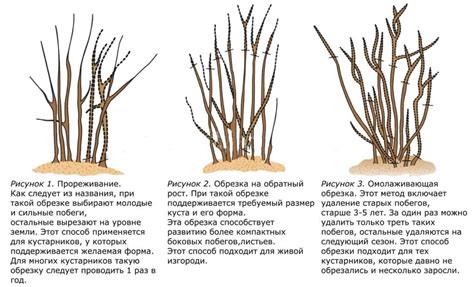 Регулярная обрезка и формирование растений