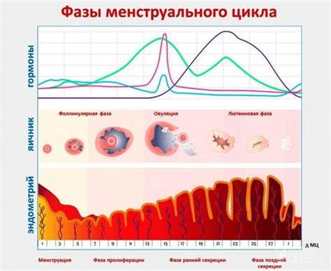 Регулярный месячный цикл: постоянство внутри организма женщины