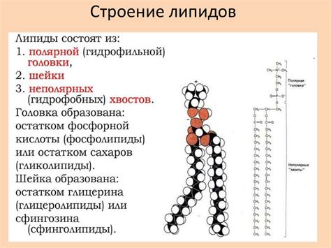 Регуляция транспорта и сигнальные пути: важность взаимодействия липидов с клетками