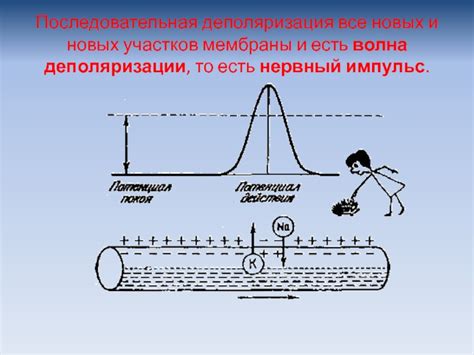 Регуляция функций мембраны