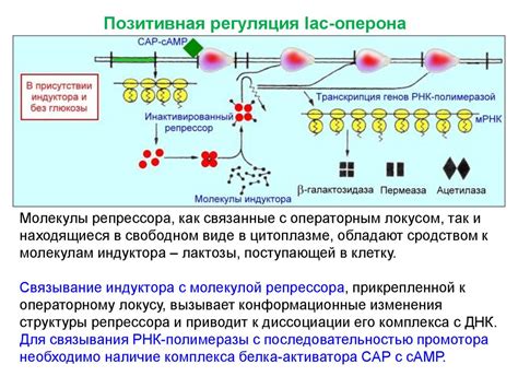 Регуляция экспрессии генов и дифференциация клеток