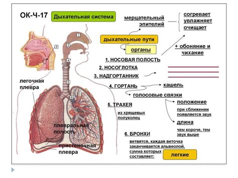 Результаты неподвижного дыхания в органах дыхания