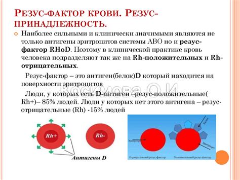 Резус-фактор крови: понятие и значение