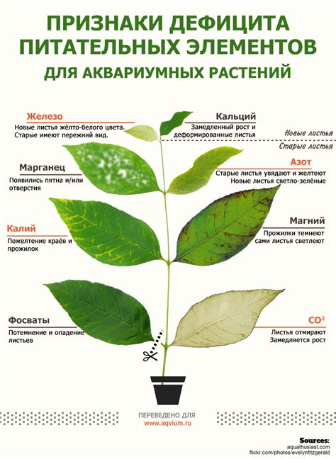 Решение проблемы дефицита питательных веществ в жимолости весной