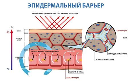 Ролевая функция природного защитного барьера кожи