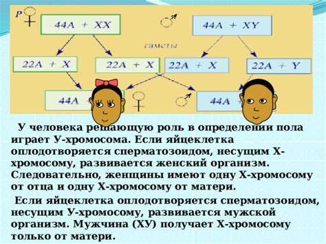 Ролевое значение гонадального пятна в определении пола моллинезии