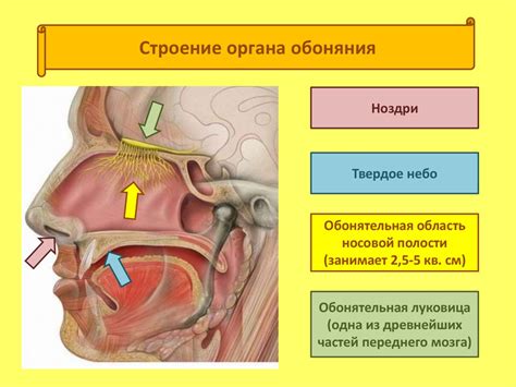 Ролевое значение обоняния и вкуса в организме