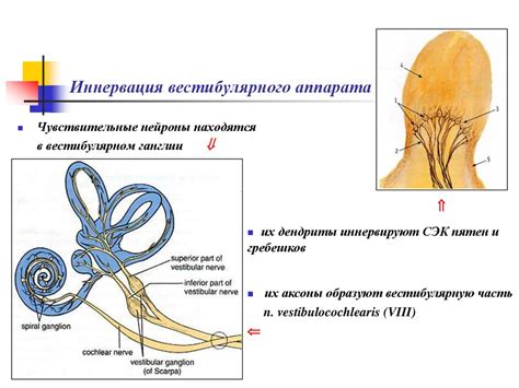 Рольставни и их основные функции