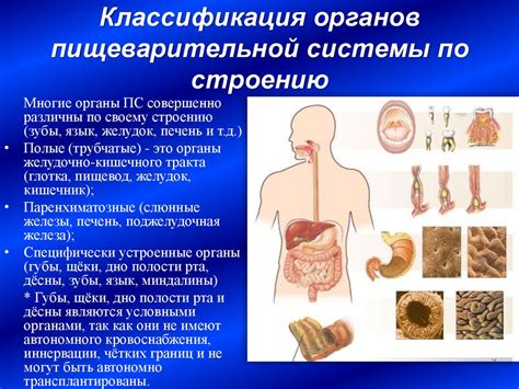 Роль "невидимого" элемента в функционировании органов пищеварительной системы и сердца