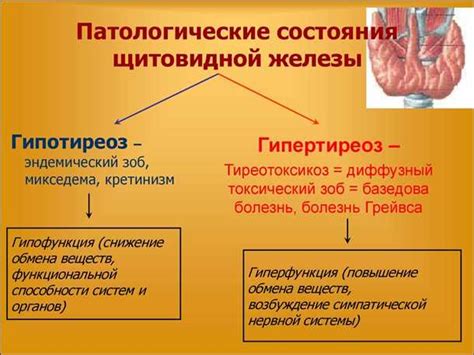 Роль активности щитовидной железы в процессе выделения пота
