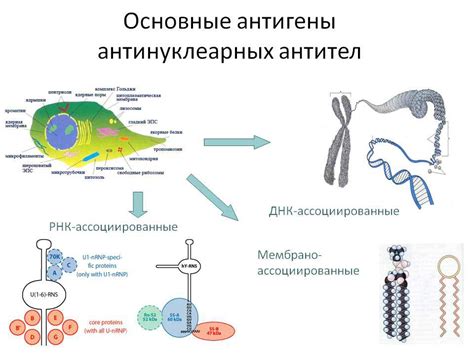 Роль антинуклеарных антител в организме растущего ребенка