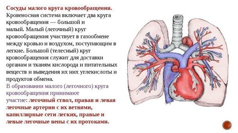 Роль бронхолитических препаратов в нормализации кровообращения в области малого таза