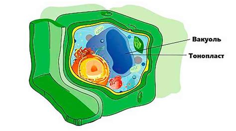 Роль вакуоли: ключевой компонент клеток