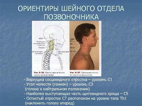 Роль верхних шейных позвонков в нормальном функционировании организма человека