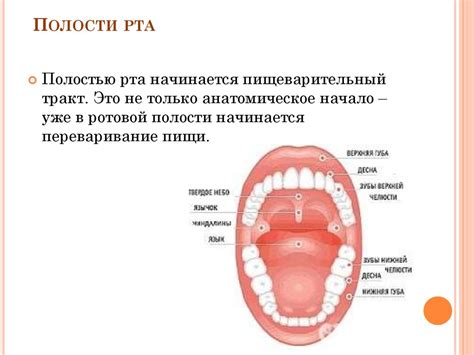 Роль внутренней полости рта при акте проглатывания