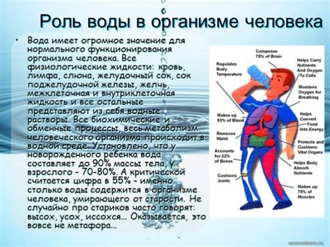 Роль воды в процессе уменьшения веса