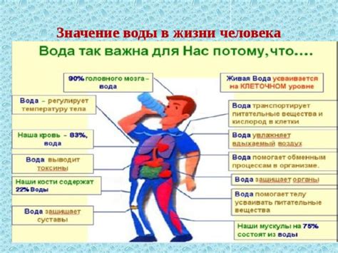 Роль воды и зеленого чая в процессе уменьшения окружности талии