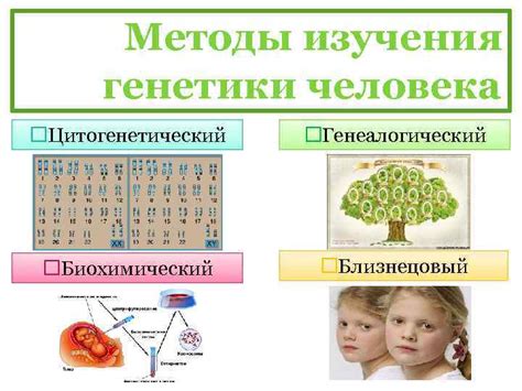 Роль генетики в определении внешности и характера человека