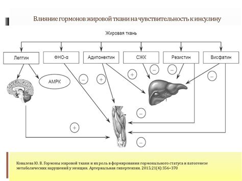 Роль гормонального баланса в росте и повышении шероховатости ткани