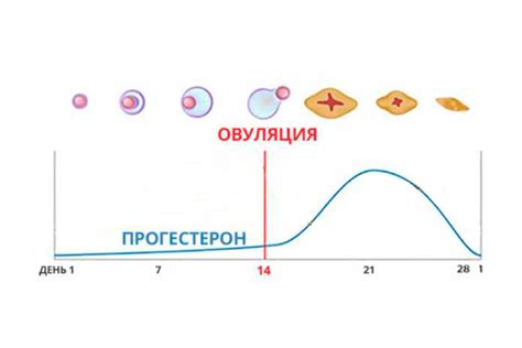 Роль гормона Тестиестерона Sulfate у женщин