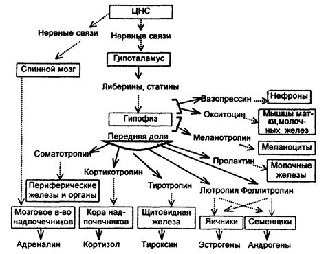 Роль гормона окситоцина в функционировании организма человека