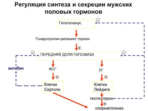 Роль гормонов в поведении собаки